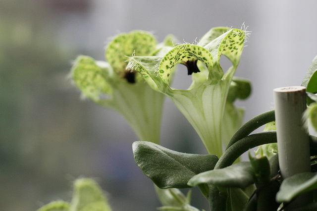 Plante parachute