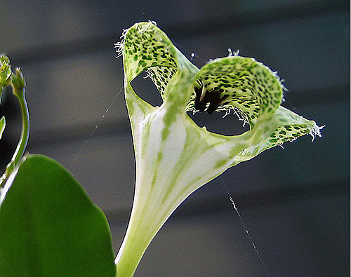 Plante parachute