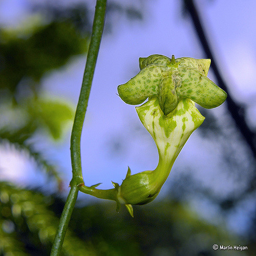 Plante parachute