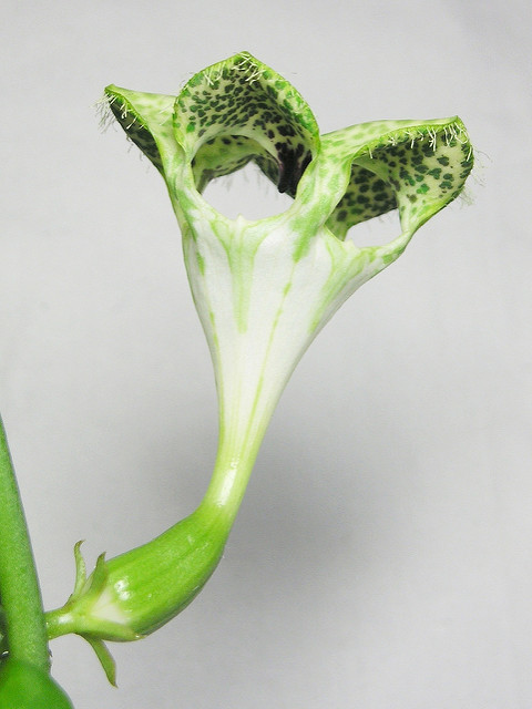 Plante parachute