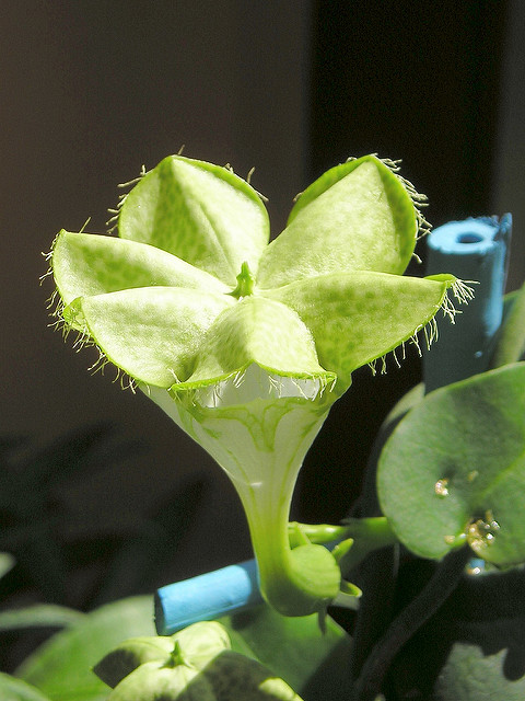 Plante parachute