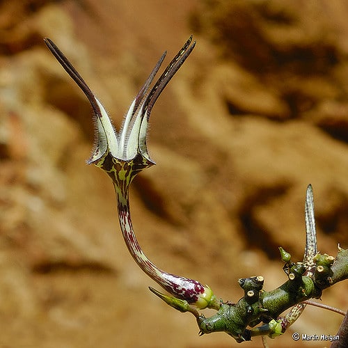 Ceropegia stapeliiformis