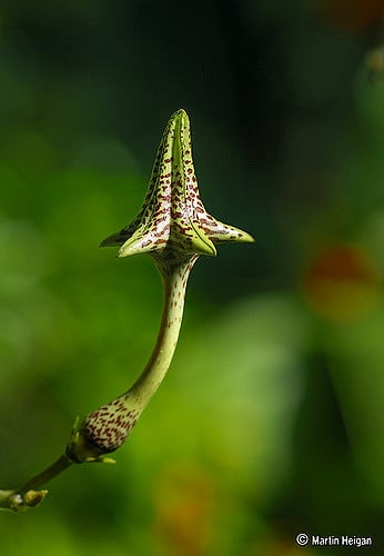 Ceropegia stapeliiformis