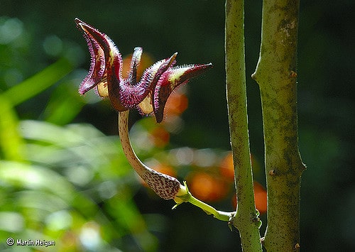 Ceropegia stapeliiformis