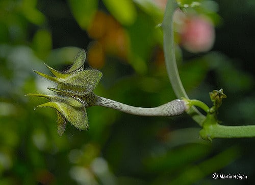 Ceropegia stapeliiformis (Ceropegia stapeliiformis)