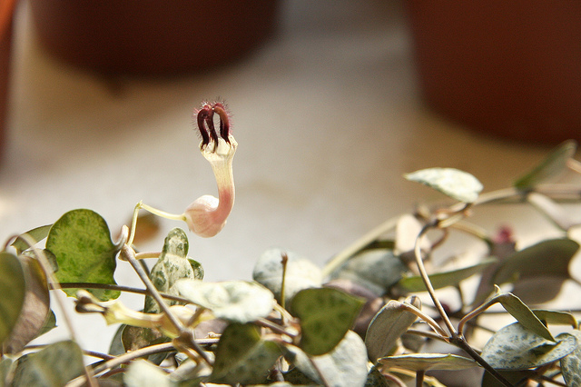 Chaîne des cœurs (Ceropegia woodii)