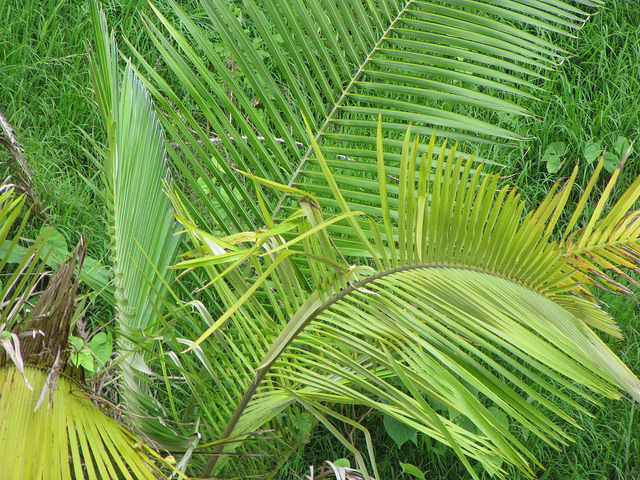 Ceroxylon alpinum