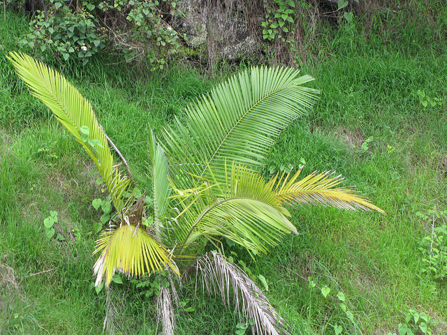 Ceroxylon alpinum