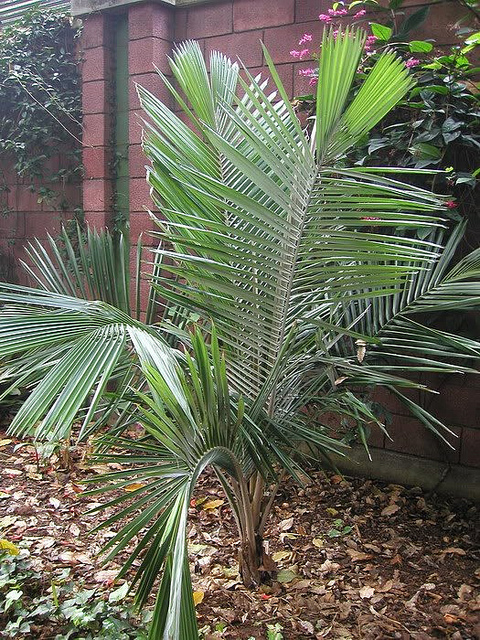Ceroxylon alpinum