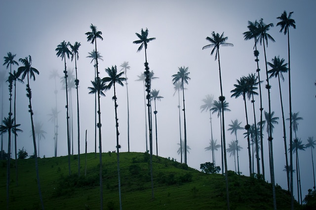 Ceroxylon quindiuense