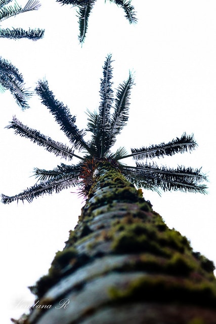 Ceroxylon quindiuense