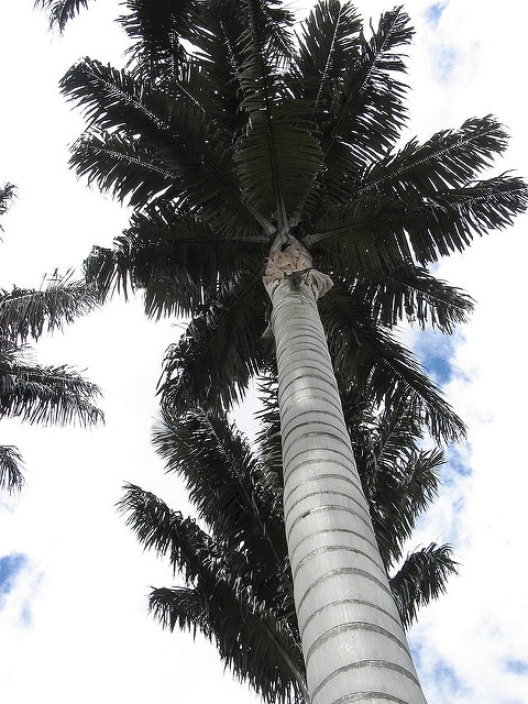 Ceroxylon quindiuense