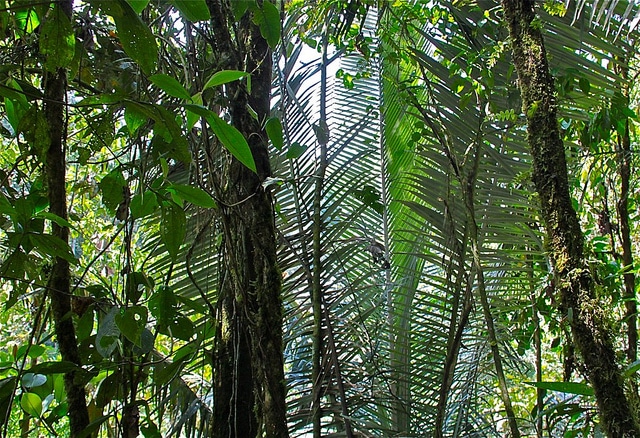 Ceroxylon quindiuense (Ceroxylon quindiuense)