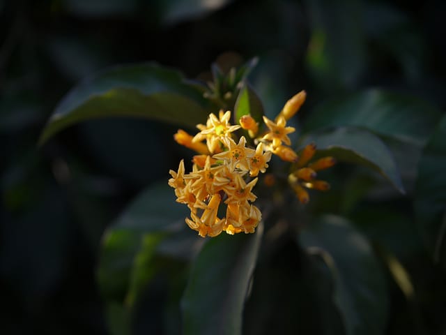 Cestrum aurantiacum