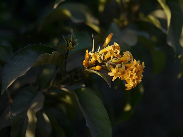 Cestrum aurantiacum