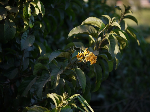 Cestrum aurantiacum