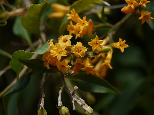 Cestrum aurantiacum
