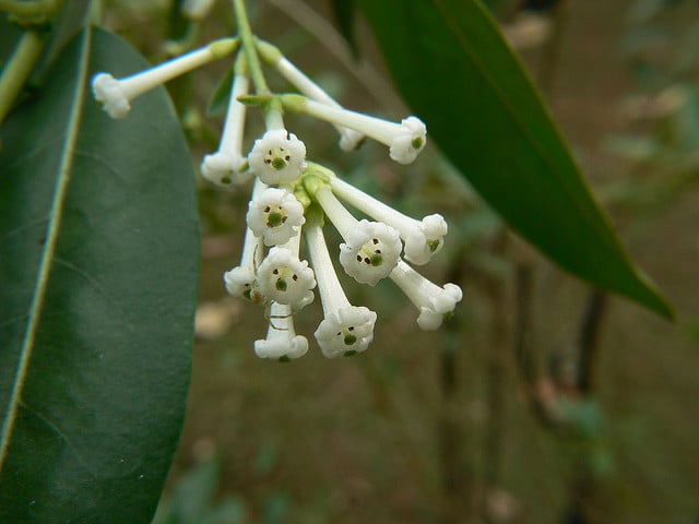 Cestrum diurnum