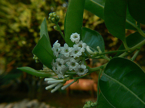 Cestrum diurnum
