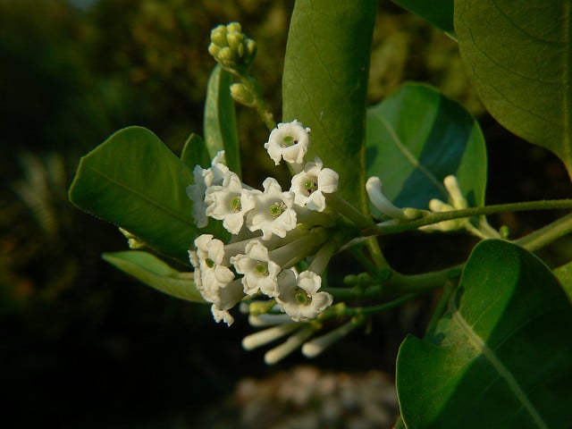 Cestrum diurnum
