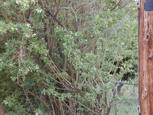 Cestrum diurnum