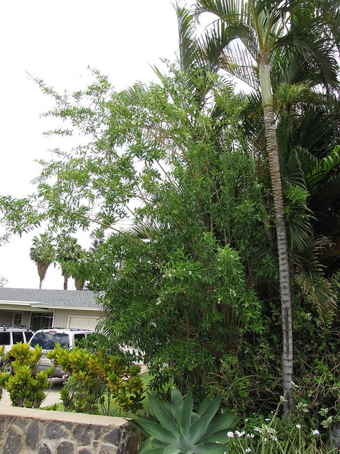 Cestrum diurnum