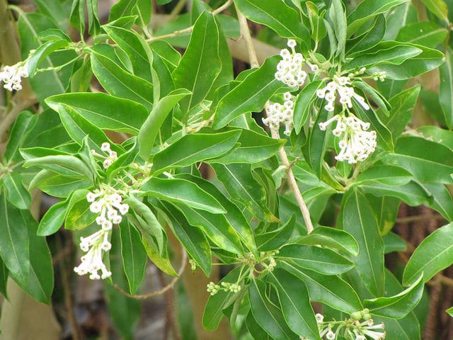 Cestrum diurnum