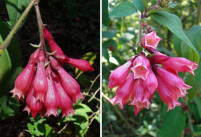Cestrum elegans