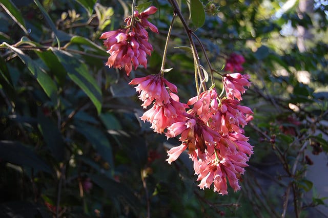 Cestrum elegans