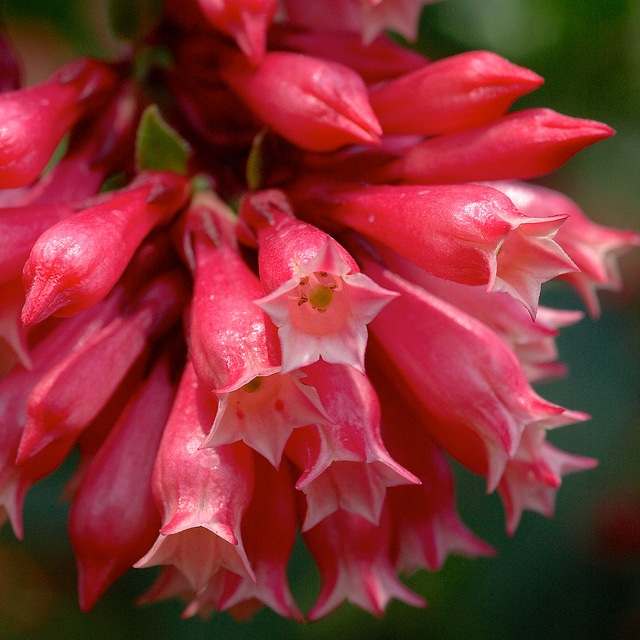 Cestrum elegans