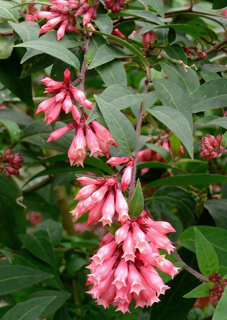 Cestrum elegans