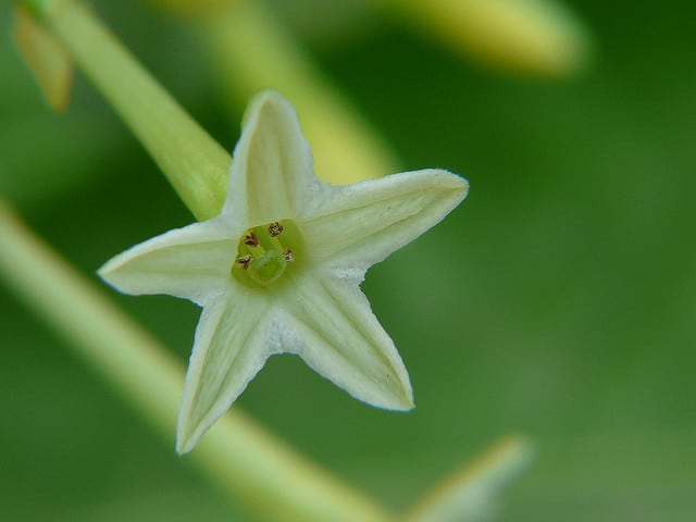 Cestrum parqui