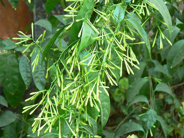 Cestrum parqui