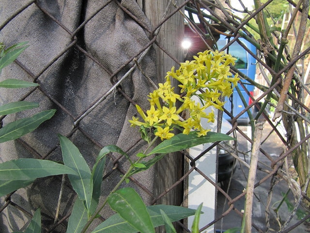 Cestrum parqui