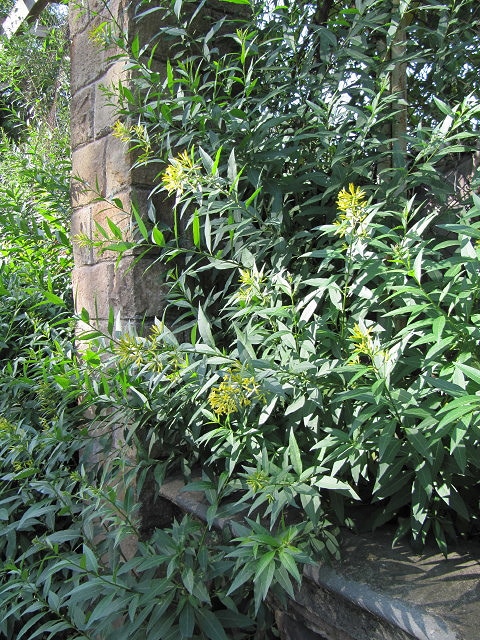 Cestrum parqui