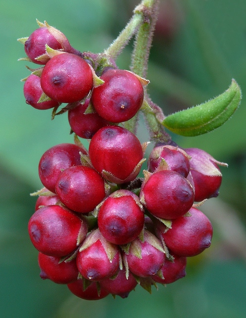 Cestrum parqui