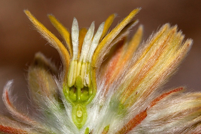 Cevallia sinuata