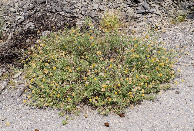 Cevallia sinuata