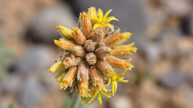 Cevallia sinuata