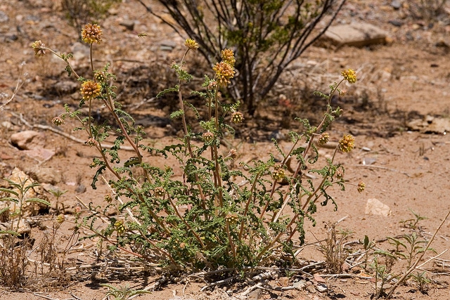 Cevallia sinuata