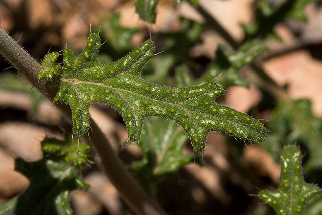 Cevallia sinuata