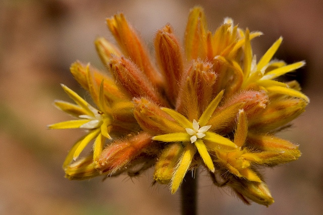 Cevallia sinuata (Cevallia sinuata)