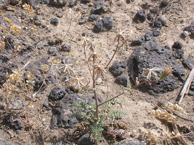 Chaenactis douglasii (Chaenactis douglasii)