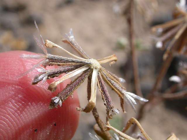 Chaenactis douglasii