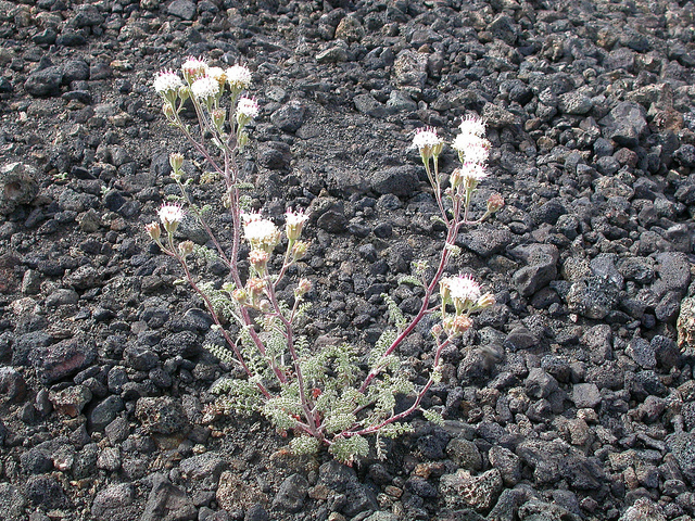 Chaenactis douglasii