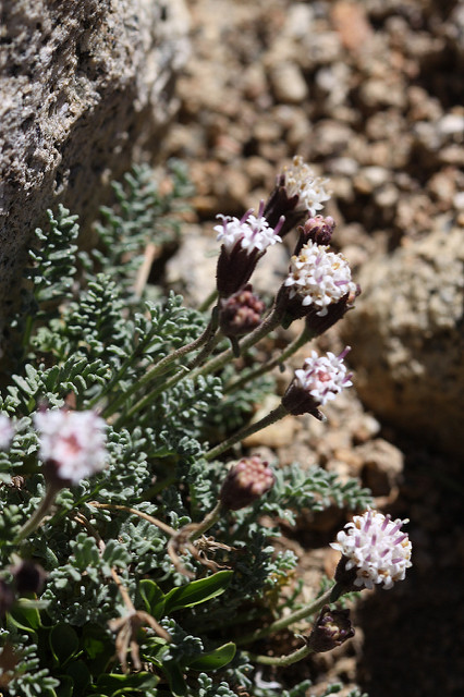 Chaenactis douglasii