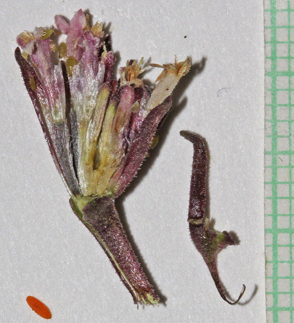 Chaenactis douglasii