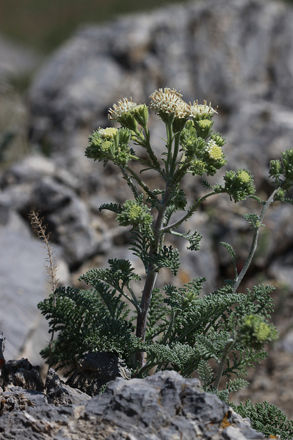 Chaenactis douglasii