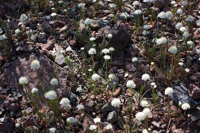 Chaenactis fremontii