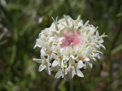 Chaenactis fremontii